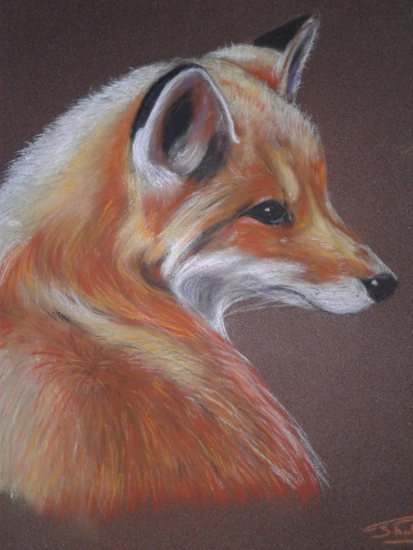 renard