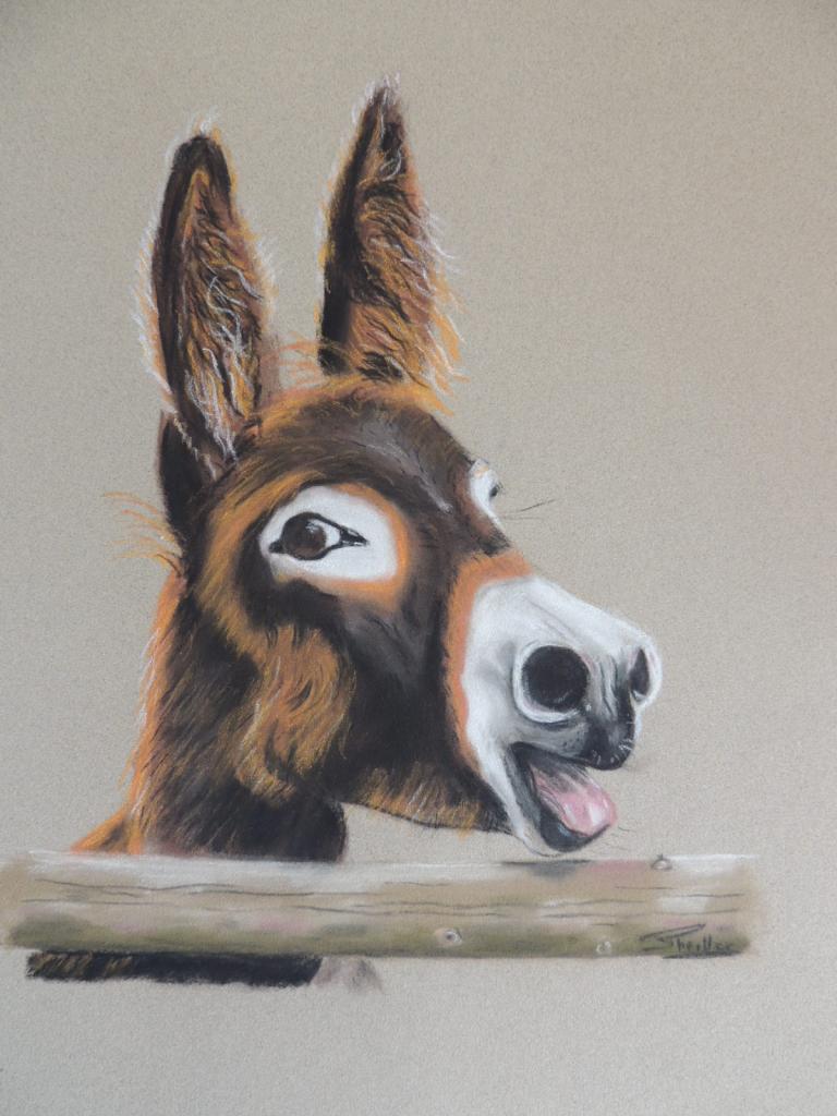 baudet du poitou pastel sec