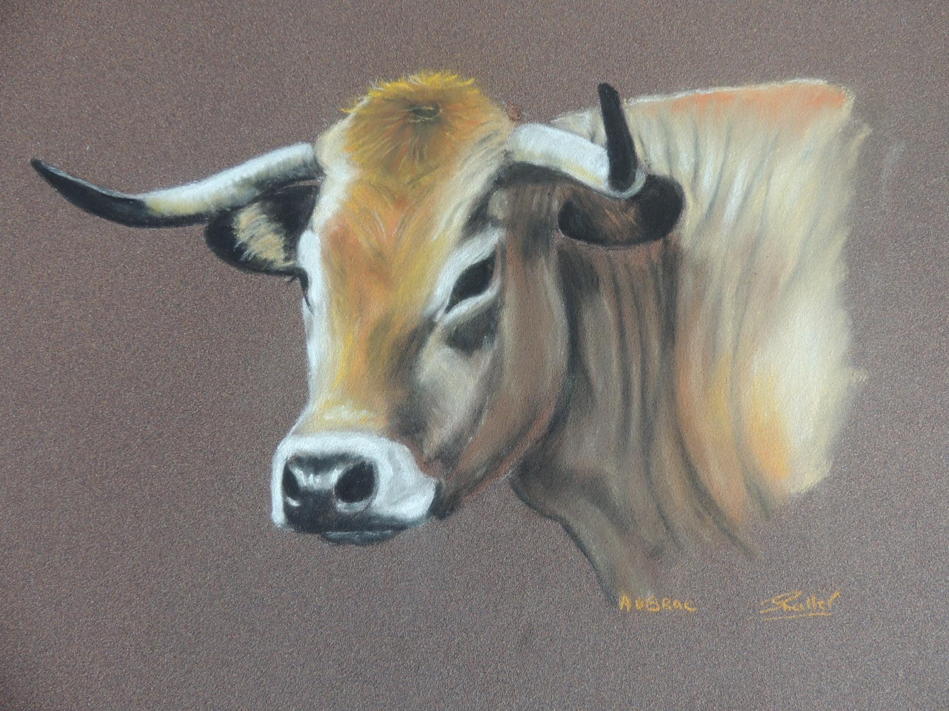 Aubrac